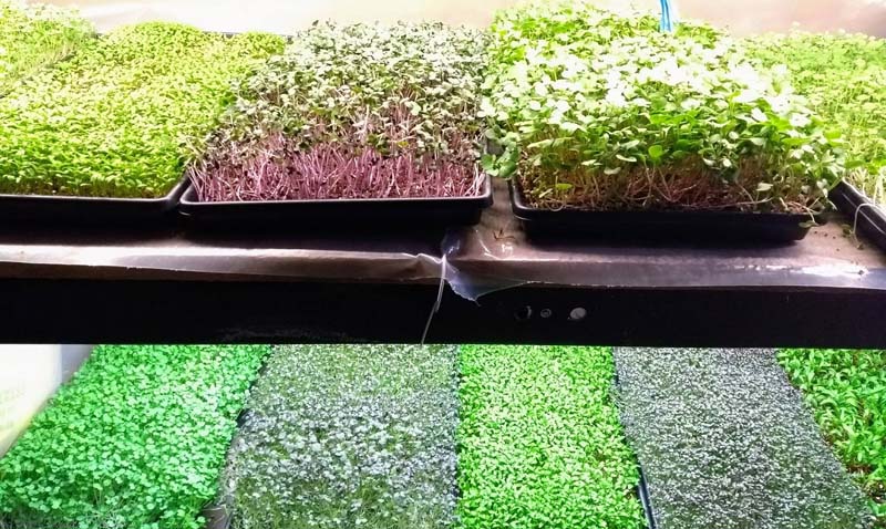 Выращивание микрозелени в программе «Подворье» телеканала «Якутия24»