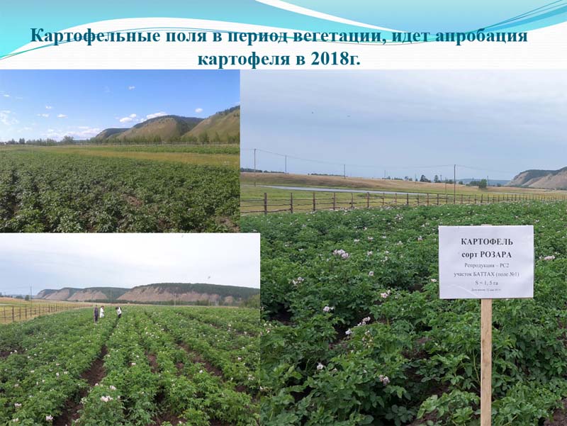 Фермер Розалия Петрова о выращивании картофеля