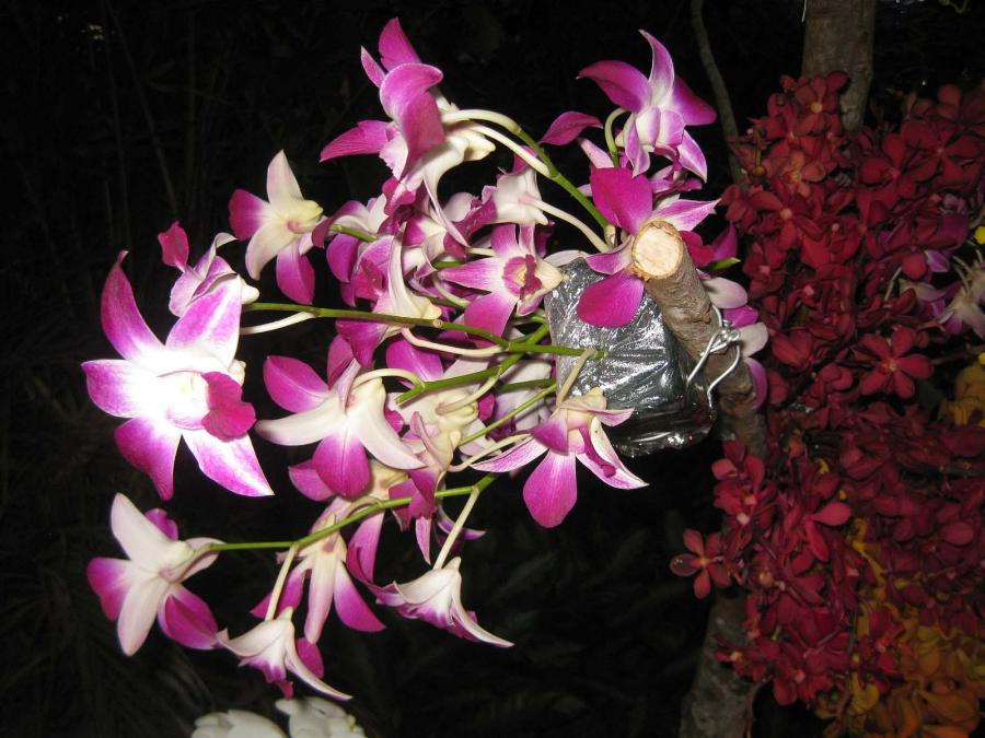 Земля Dersu и тропические орхидеи в Ботаническом саду СВФУ!