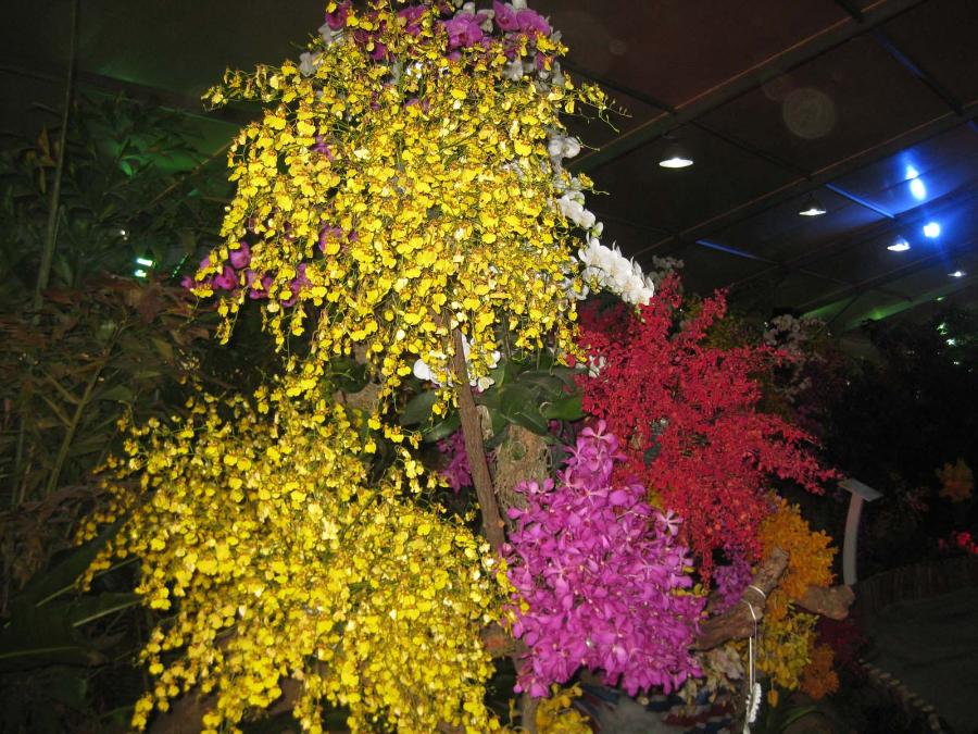 Земля Dersu и тропические орхидеи в Ботаническом саду СВФУ!
