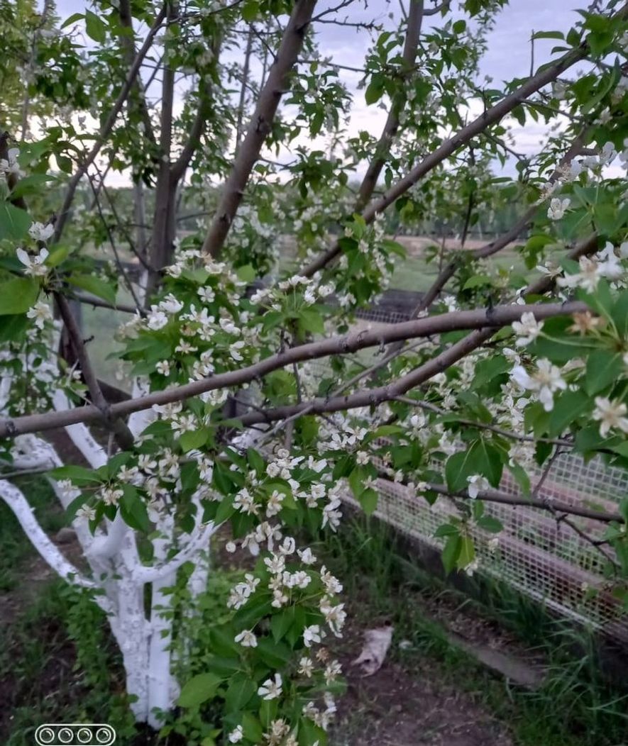 В Якутии расцветают яблони! Яблонь белый дым!