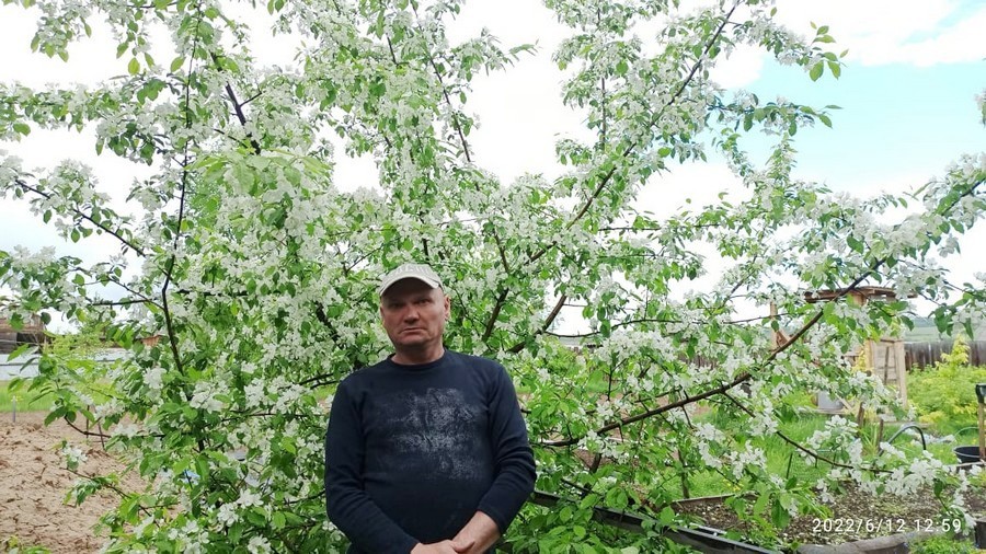 В Якутии расцветают яблони! Яблонь белый дым!